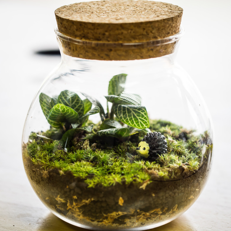 Terrarium plant decoration, closed loop.