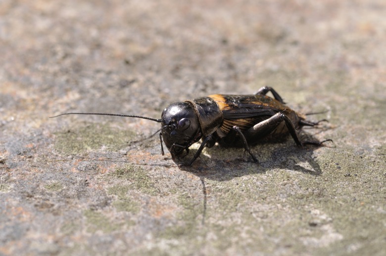 Cricket on a stone