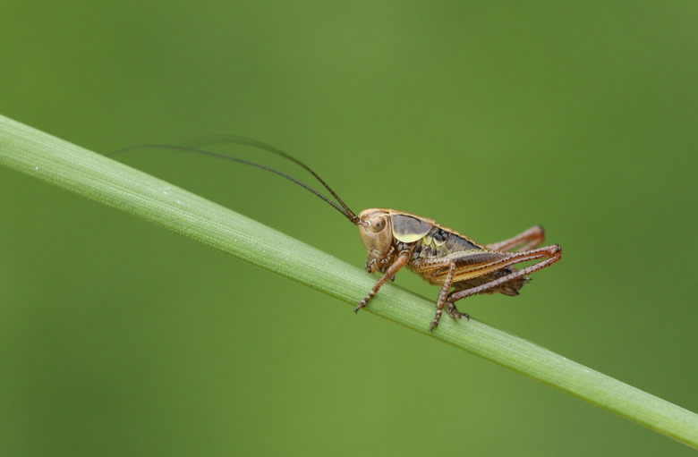 A stunning Roesel's Bush-cricket  (Metrioptera roeselii) perching on a blade of grass.