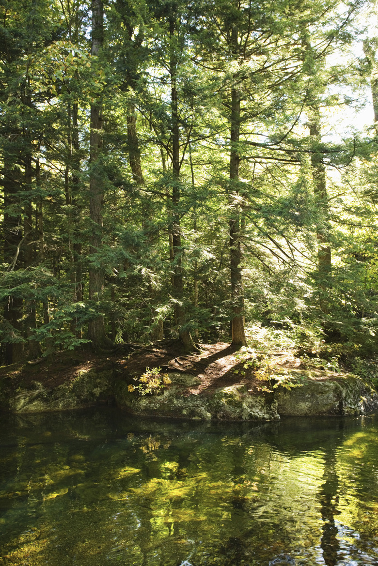 Forest, Adirondacks, New York