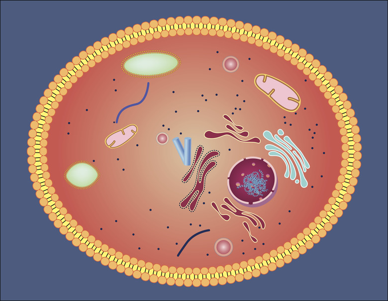 Cell structure