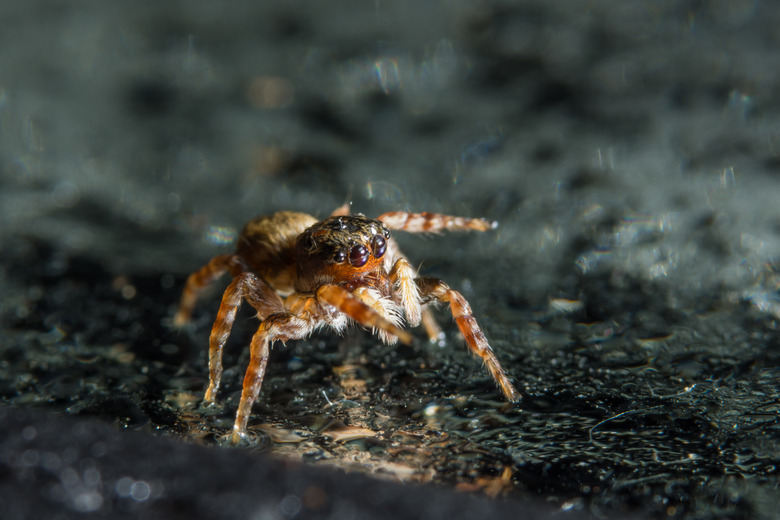 Macro Spider On Glass