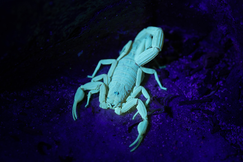 Bark Scorpion Fluorescing Under UV Light on Tropical Island