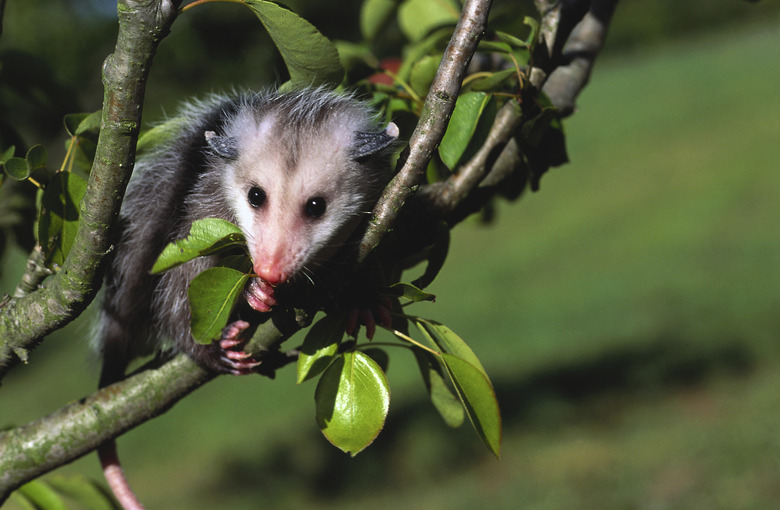 The Dangers of Opossums