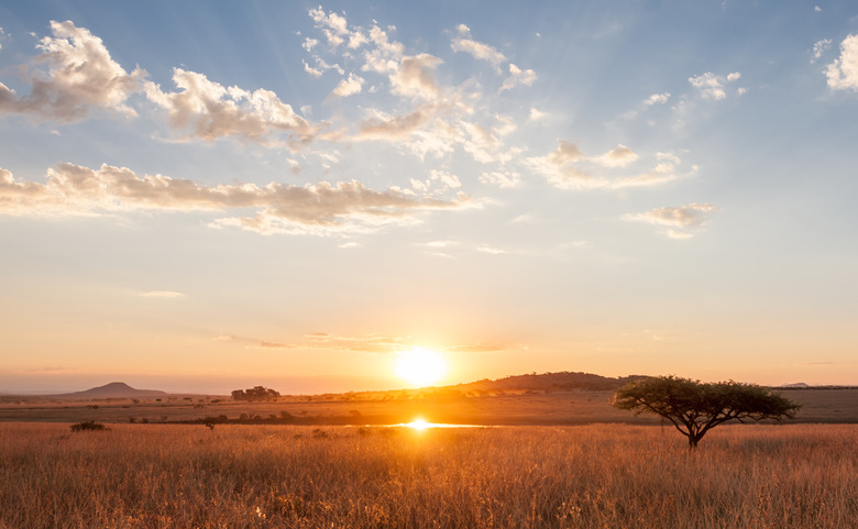 Sunset over the African Plains