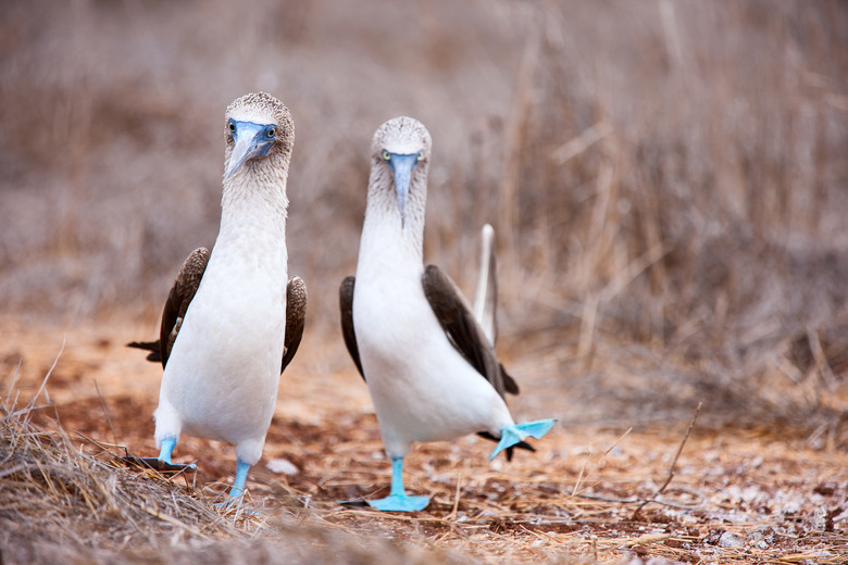 Blue footed booby mating dance