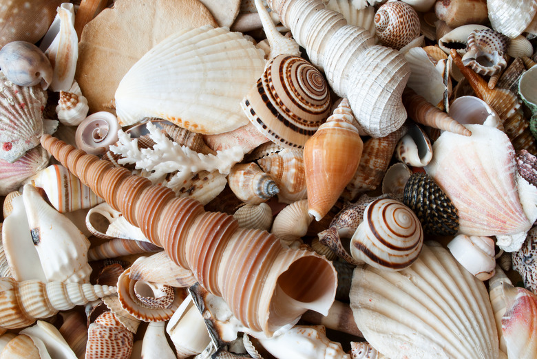 Lots of seashells.