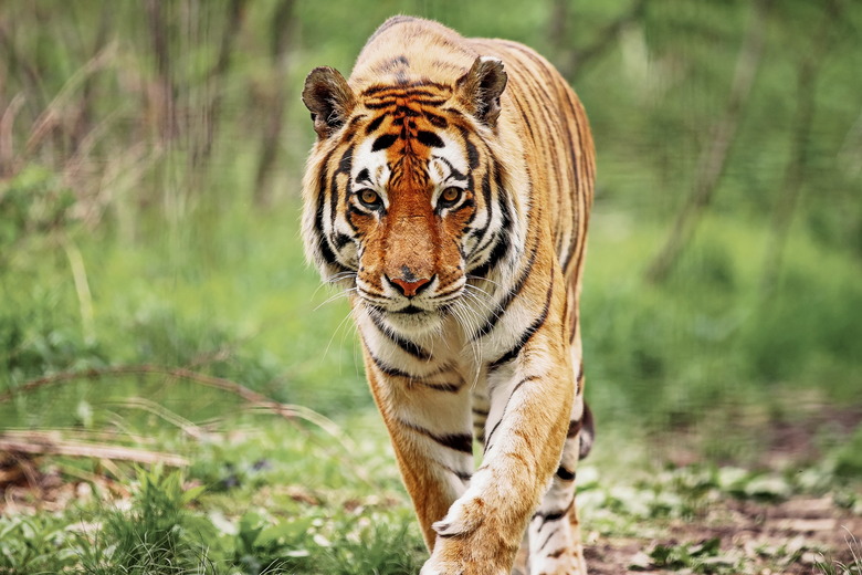 Bengal Tiger