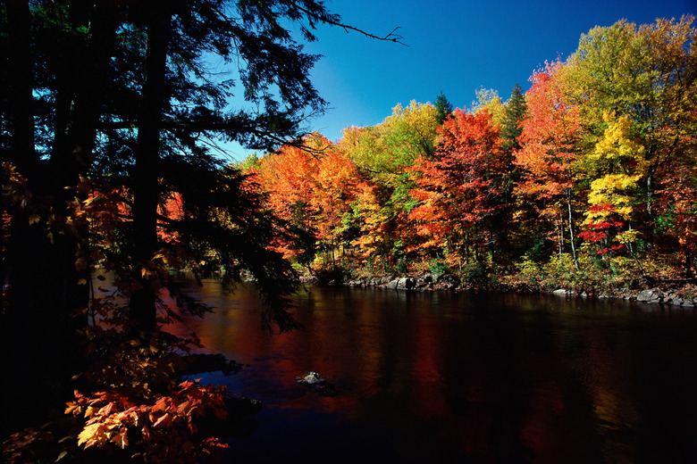 Autumn forest and lake