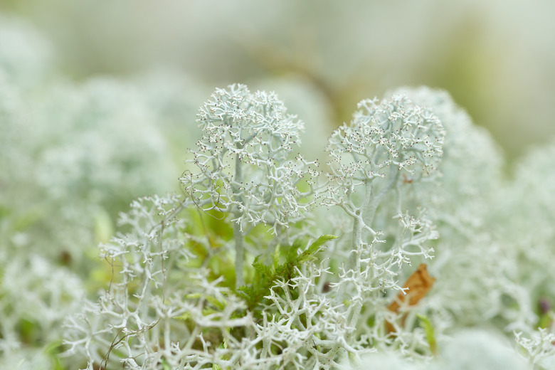 Star-tipped reindeer lichen, Cladonia stellaris