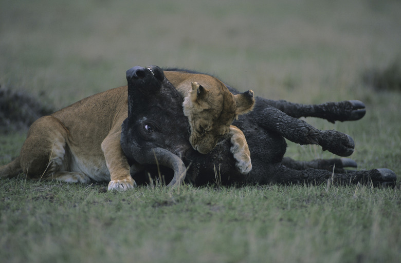 Lioness (Panthera leo) devouring prey on savannah, Kenya