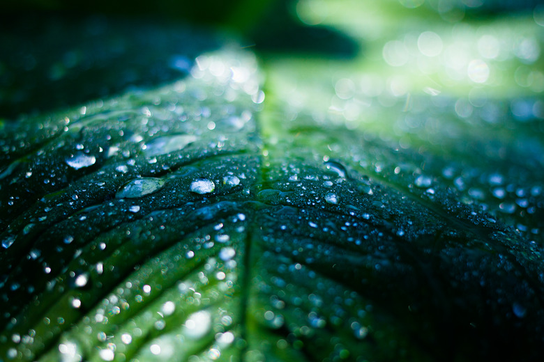 Leafy Water Droplets