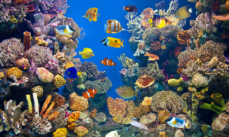 Colorful and vibrant aquarium life