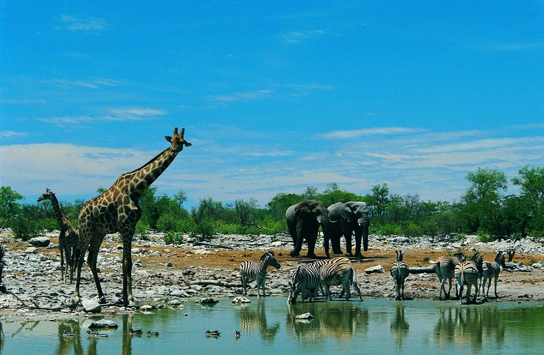 Game at Etosha Waterhole