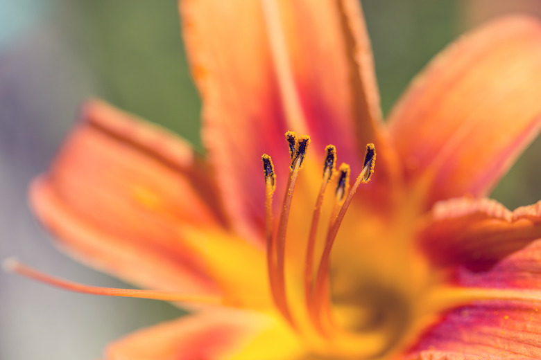 Orange lily - extreme close up