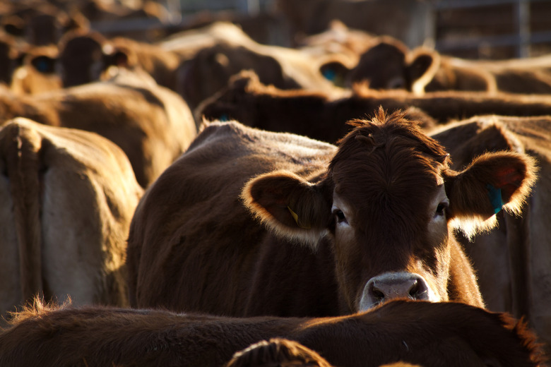 Herd of cows on farm waiting for feeding