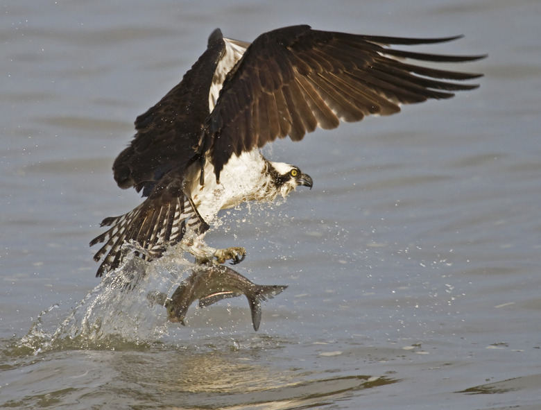 Osprey catching fish from James River, Virginia