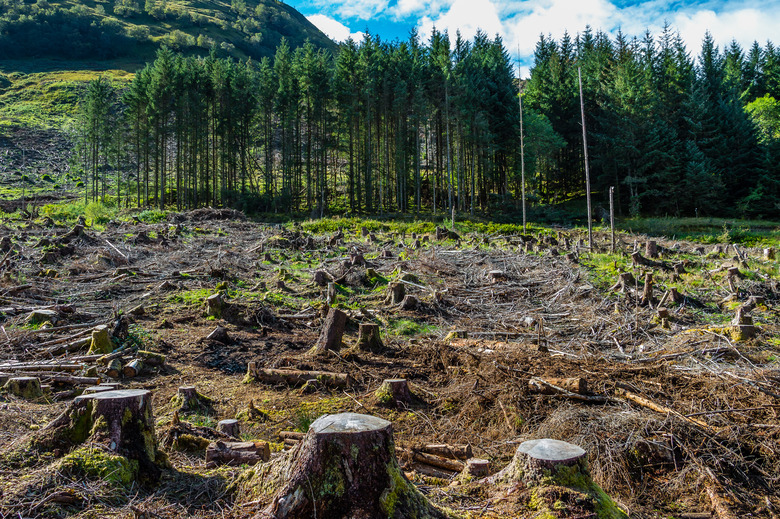 Pine forest pach exploitation