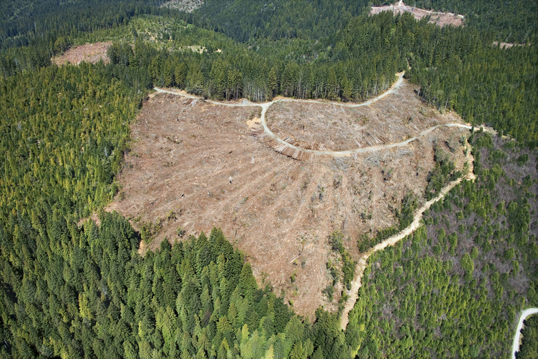 Aerial view of clear-cut forest