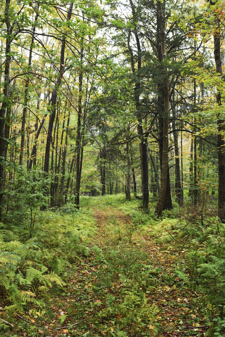 Trail through forest in the Adirondacks, New York