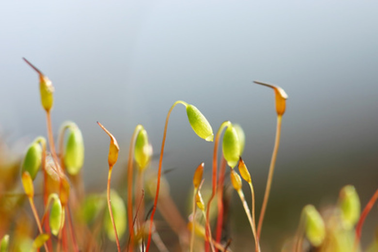 Describe the Structure of a Moss Plant