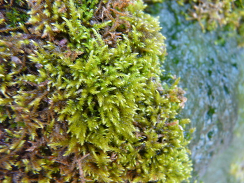 Describe the Structure of a Moss Plant