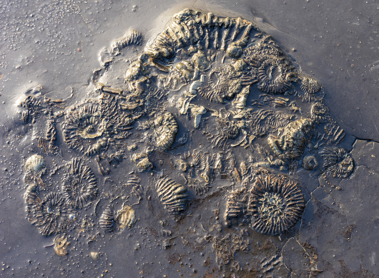 Fossil ammonites are revealed by the ebbing tide at Kimmeridge