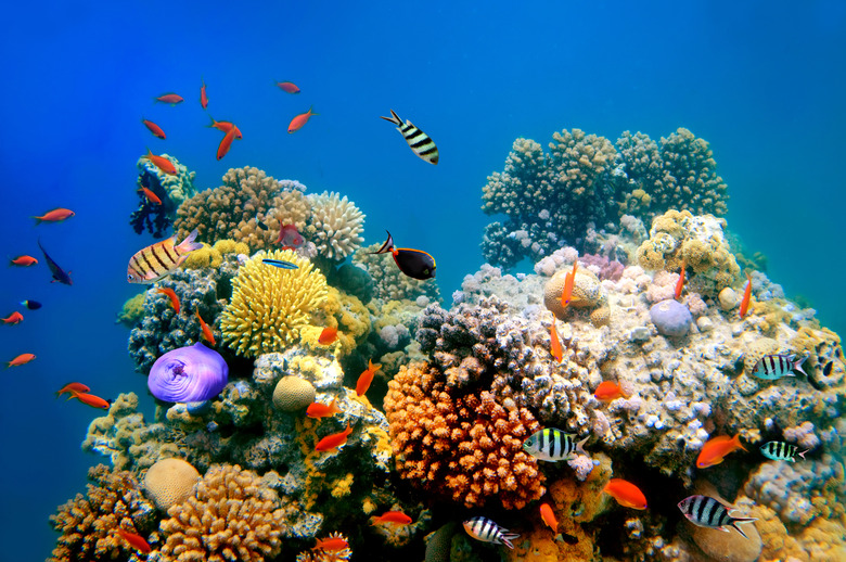 Tropical Fish on a coral reef