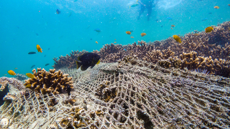 coral reef destroyed by fishing net