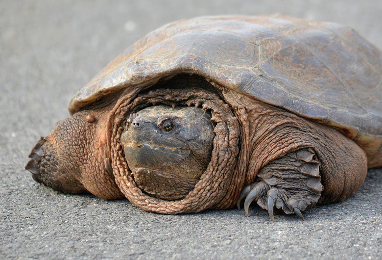 Nature, A Large Snapping Turtle