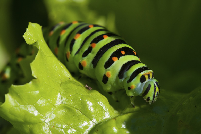 Caterpillar at lunch