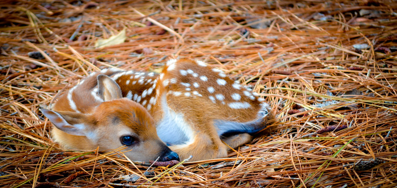 Baby Deer - Fawn in Pine Straw