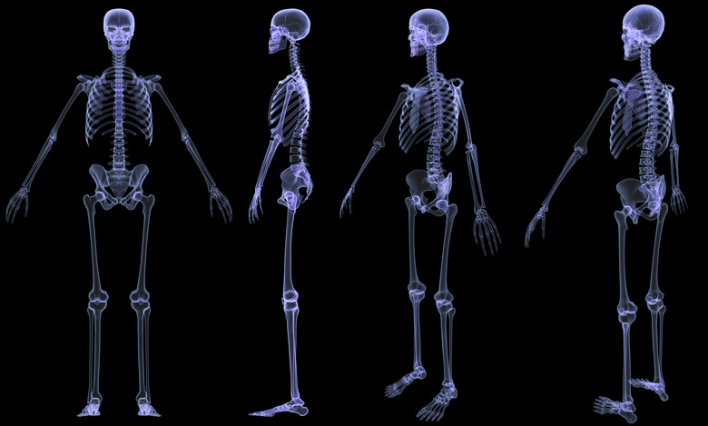 How to Determine Height Through the Skeleton