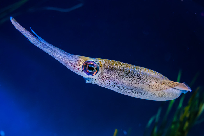 Bigfin reef squid