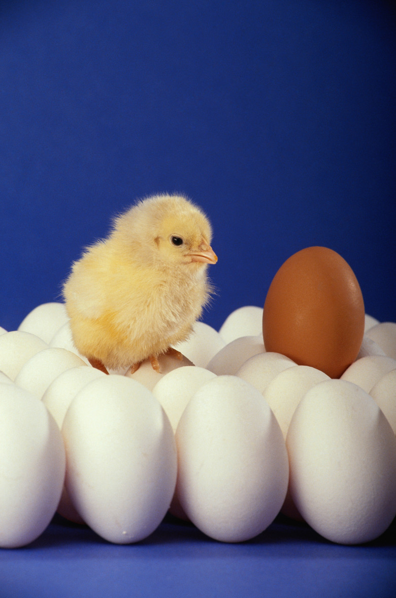 Chicken sitting on top of eggs