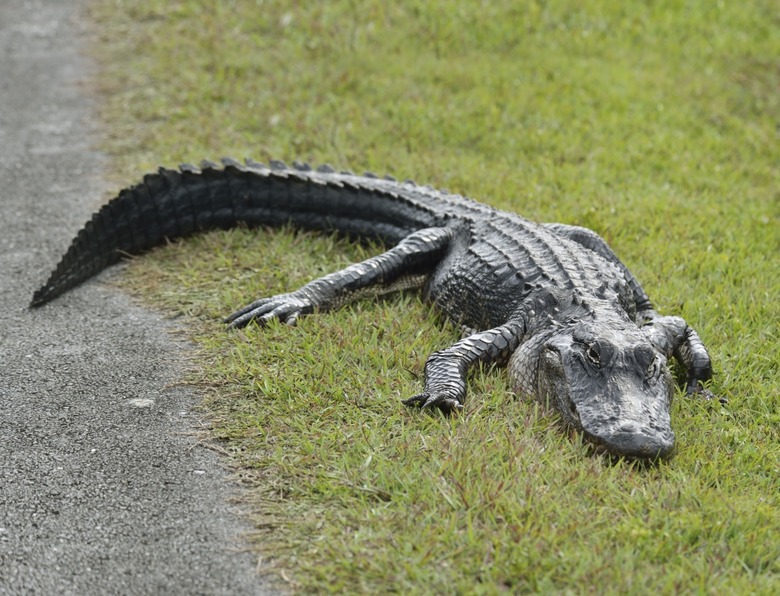 American Alligator