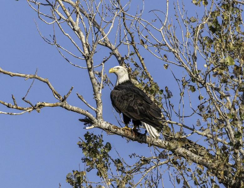 California Bald Eagle