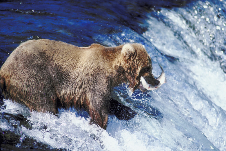 Bear catching fish in river