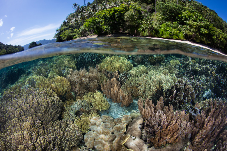 Shallow Reef and Island in Raja Ampat