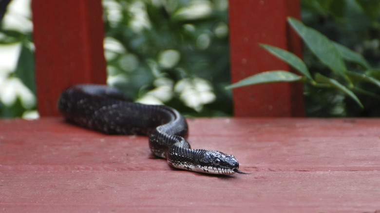 Black Snake