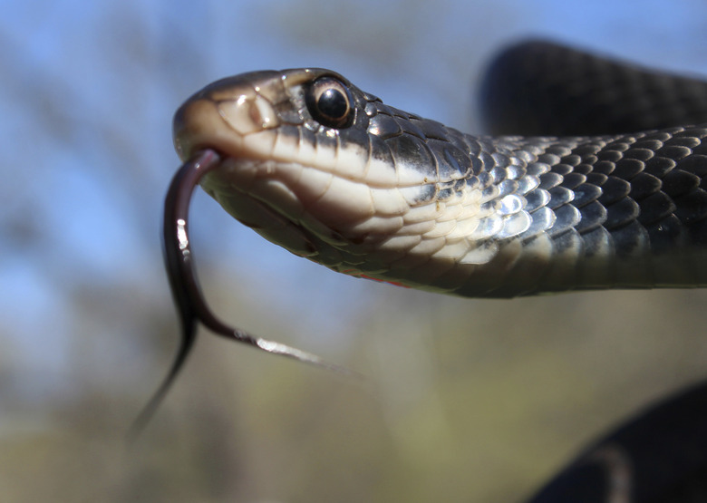 Southern Black Racer snake with forked tonque flicking out