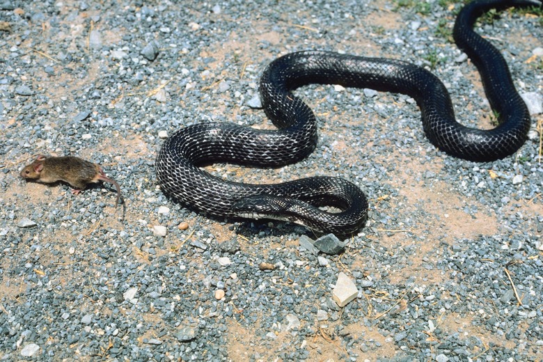 Black rat snake chasing prey