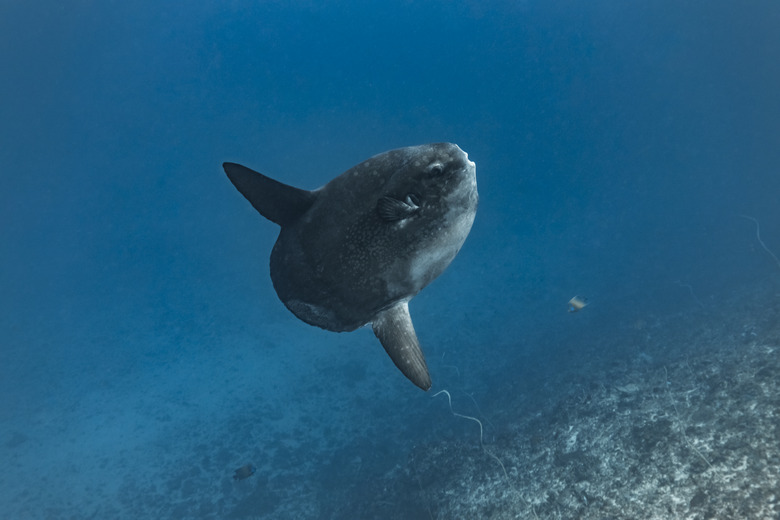 Underwater close up of ocean sunfish