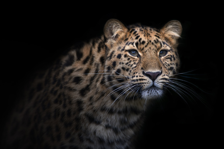 Portrait of Amur leopard in front of black background