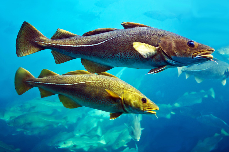 Cod fishes floating in aquarium, Alesund, Norway.