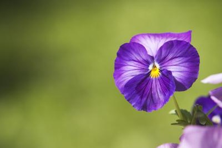 Difference Between Flowering & Nonflowering Plants