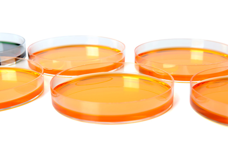 Petri Dish With Cultivating Liquids