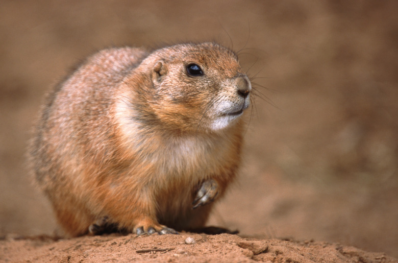 prairie dog