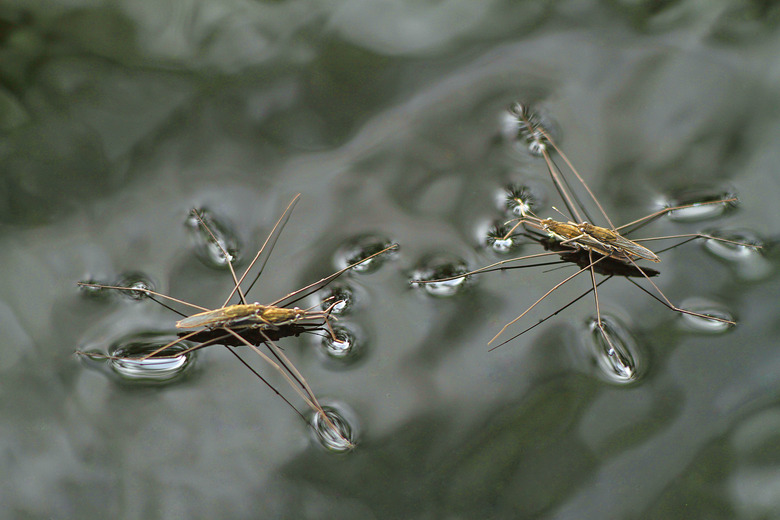 Symmetric mating