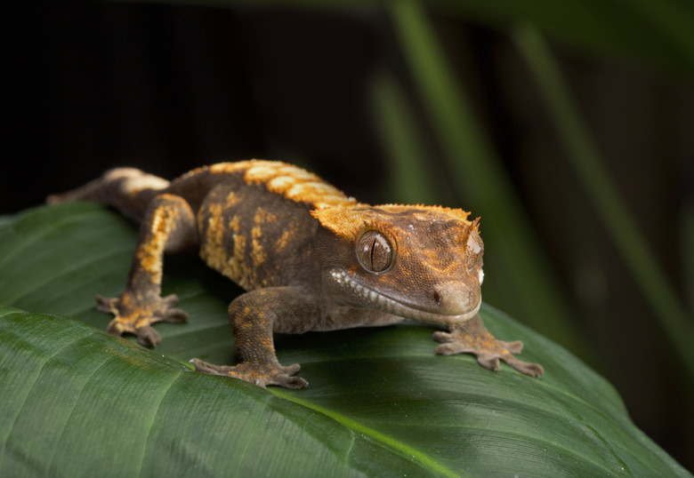 Gecko on Leaf